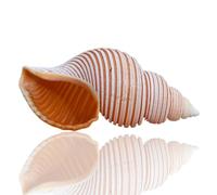 ETUELNOPT Decoraciones de Conchas Naturales, Conchas Marinas de 8-10 Cm for Fiesta temática Playa, decoración del hogar, Manualidades, pecera