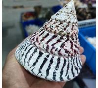 ETUELNOPT Decoraciones de Conchas Naturales, Conchas Marinas de Concha Torre Rojas 10-12CM for jarrones joyería DIY Hechos en China