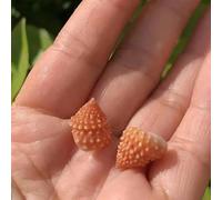 ETUELNOPT Decoraciones de Conchas Naturales, Conchas Marinas mezcladas de la Torre multicolora Playa for joyería Que Hace decoración los jarrones(Red (1cm))