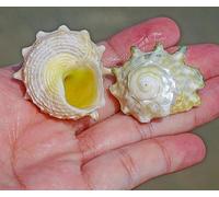 ETUELNOPT Decoraciones de Conchas Naturales, Conchas Marinas Mixtas de Caracol Caballito mar Siete Estrellas for Manualidades y decoración, Varios tamaños Multicolores(One (2-3cm))