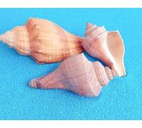 ETUELNOPT Decoraciones de Conchas Naturales, Conchas Marinas Multicolores de 500g for Hacer Joyas DIY, decoración floreros, Varios tamaños(5-9cm 500g)