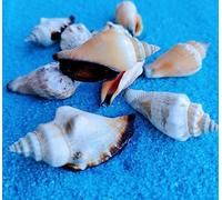 ETUELNOPT Decoraciones de Conchas Naturales, Conchas Marinas Multicolores, Varios tamaños, 50 Unidades(10pcs (4-5cm))