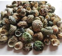 ETUELNOPT Decoraciones de Conchas Naturales, Conchas Marinas Multicolores, Varios tamaños, 50 Unidades(50pcs (1-2cm))