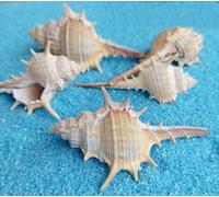 ETUELNOPT Decoraciones de Conchas Naturales, Conchas Marinas Multicolores, Varios tamaños, 50 Unidades(10pcs (5-9cm))