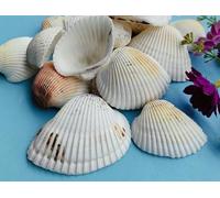 ETUELNOPT Decoraciones de Conchas Naturales, Conchas Marinas Multicolores, Varios tamaños, 50 Unidades(10pcs (4-6cm))