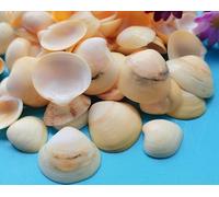 ETUELNOPT Decoraciones de Conchas Naturales, Conchas Marinas Multicolores, Varios tamaños, 50 Unidades(50pcs (2-3.5cm))