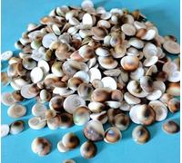 ETUELNOPT Decoraciones de Conchas Naturales, Conchas Marinas Multicolores, Varios tamaños, 50 Unidades(50pcs (1-1.5cm))