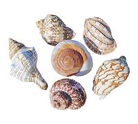 ETUELNOPT Decoraciones de Conchas Naturales, El mar del Cangrejo ermitaño descasca el tamaño de la Abertura los 0.5-5cm for decoración(D)