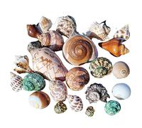 ETUELNOPT Decoraciones de Conchas Naturales, El mar del Cangrejo ermitaño descasca el tamaño de la Abertura los 0.5-5cm for decoración(E)