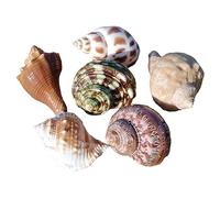 ETUELNOPT Decoraciones de Conchas Naturales, El mar del Cangrejo ermitaño descasca el tamaño de la Abertura los 0.5-5cm for decoración(C)
