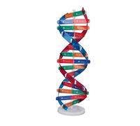 Eujgoov Kit de Modelo de ADN DIY Estructura de ADN Humano Juguete Educativo de PVC para Niños Aula Aprendizaje Enseñanza Ciencia Biología Celular