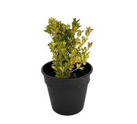 Euonymus Japonicus Aureus Arbusto Variegado Natural Follaje Verde y Dorado Ideal para Setos