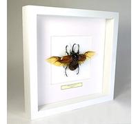 Eupatorus gracilicornis - El Escarabajo Rinoceronte de Cinco Cuernos - Real Insecto Taxidermia montado Entre Vidrio en Marco de Doble Vidrio Madera Negro Hecho a Mano