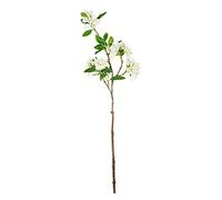 EUROCINSA Ref.41500C02 Azalea Belga Marfil, Caja de 12uds, 70cm