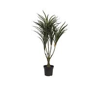 Europalms Dracena, Verde-Rojo, 90 cm