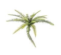 Europalms - Foresta de helechos (40 cm), Color Verde