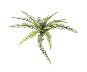 Europalms - Foresta de helechos (40 cm), Color Verde