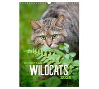 European Wildcats (Wall Calendar 2026 DIN A3 portrait), CALVENDO 12 Month Wall Calendar: The beauty of the shy wildcats in their natural habitat