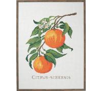 Eva Rosenstand Citrus-senensis - Juego de punto de cruz, diseño de citruos