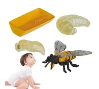 Eventerde Juguetes del Ciclo de Vida para Los | Conjunto de modelos de Figuras del Ciclo de Vida | Ciclo de Crecimiento Animal, modelo realista de Etapa de Crecimiento, material de aprendizaje para El