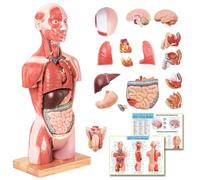 EVOTECH SCIENTIFIC Modelo de cuerpo humano, 45 cm, modelo de anatomía de torso humano con cabeza de corazón, cráneo, cerebro, esqueleto, edad 4 +, pantalla de entrenamiento preescolar