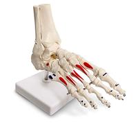 Evotech Scientific Modelo de pie y tobillo humano, tamaño real con origen muscular e inserciones pintadas, derecha, totalmente articulado