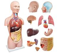 EVOTECH SCIENTIFIC Modelo del Cuerpo Humano, 12 Piezas Desmontables 85cm(33 Pulgadas) Modelo de Torso Humano de Anatomía Con Corazón, Cabeza, Cráneo, Cerebro, Modelo de Esqueleto, Edad 14+, Exhibición