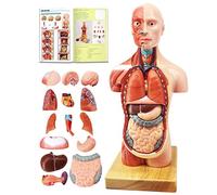 EVOTECH SCIENTIFIC Modelo humano de cuerpo humano, 15 piezas, desmontable, 11 pulgadas, torso humano, modelo anatómico con cabeza de corazón, edad 4+, preescolar y expositor de formación médica