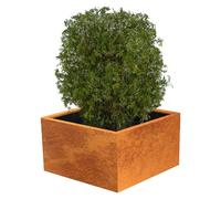 Exclusive Line Macetero para plantas Lotte (100 x 100 x 50 cm, Acero Corten, Rojo-pardo)