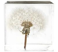 Exhibición de arte de flores preservadas naturales, estatua de espécimen de hojaldre real, 2 x 2 x 2 pulgadas, auténtico espécimen de diente de león dentro de un cubo acrílico transparente