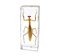 Exhibición de Insectos Taxidermia Mantis Hierodula Patellifera Mantis Religiosa Espécimen Pisapapeles Ciencia Clammroon Speciemn for Science Education