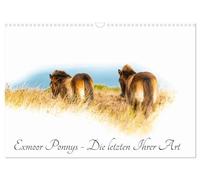 Exmoor Ponnys - Die letzten Ihrer Art (Wandkalender 2026 DIN A3 quer), CALVENDO Monatskalender: Erleben Sie die Faszination Exmoor Ponys in Ihrer ... Teil nach wie vor halbwild in ihrer Heimat.