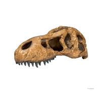 Exo Terra Calavera decorativa para terrarios Cueva T-Rex Grande