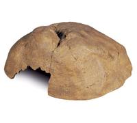 Cueva Para Reptiles Exo Terra