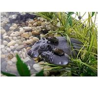 Exo Terra Isla Flotante Hipopotamo. 300 g