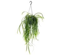exotenherz Cactus colgante Lepismium bolivianum Pfeiffera 15cm Ampel Olla