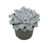 Exotenherz Echeveria Crispy Beauty - Hoja gruesa de roseta con volantes (12 cm)