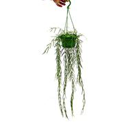 exotenherz Houseplant to Hang - Hoya linearis - Waxflower 12cm Traffic Light