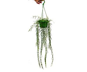 exotenherz Houseplant to Hang - Hoya linearis - Waxflower 12cm Traffic Light