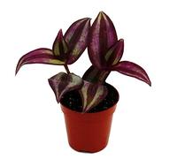 Exotenherz - Mini planta - Tradescantia "púrpura" - Flor de tres maestros - Bruja de agua - Ideal para pequeños cuencos y vasos - Planta de bebé en maceta de 5,5 cm