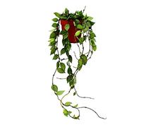 Exotenherz - Planta colgante de interior - Hoya krohniana esquimal - flor de porcelana - maceta de 12 cm