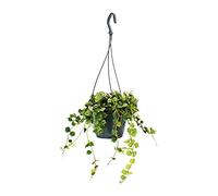 exotenherz - Planta de interior para colgar (14 cm), diseño de flores de cera