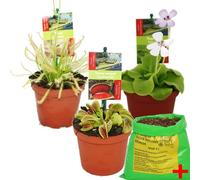 Exotenherz - Set de iniciación Plantas carnívoras - 3 plantas + Suelo especial