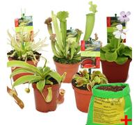 Exotenherz - Set de iniciación plantas carnívoras - 5 plantas + suelo - suelo carnívoro