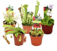 Exotenherz - Set de inicio de plantas carnívoras - 5 plantas