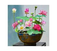Exotic Water Lily Flower Plant Seeds 10 Pcs Mixed Color Bonsai Bowl Lotus Seeds for Ornamental Pond and Home Planting
