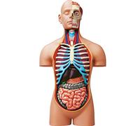 EXPLORA - Torso - Anatomía del Cuerpo Humano - 546080-54 Piezas - Instrucciones de Ensamblaje y Cuestionario Educativo - Kit de Descubrimiento - Juego para Niños - Científico - A Partir de 8 años