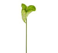 Express Flor 4 anthuriuns Artificiales, de 74cm Verde