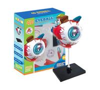 Eye Anatomy Model - PVC 24x5.5x18.5cm | Detachable Eyeball Teaching Aid with Realistic Structure, DIY Study, Classroom Display | Medical Science Model Student Learning, Doctor Education