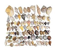 EYUANGXY Conchas Marinas Naturales: Conchas Marinas Grandes de Playa for Manualidades, decoración de peceras y decoración de Bodas.(100PCS 3-15cm)